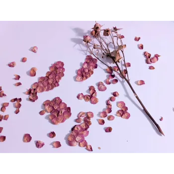 Dry Rose Petals 